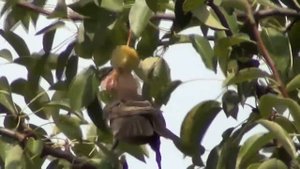 Что это за птица, очень похожая на скворца ?