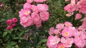 Мускусная роза Хэвенли пинк, цветение этого года & Rose Heavenly Pink