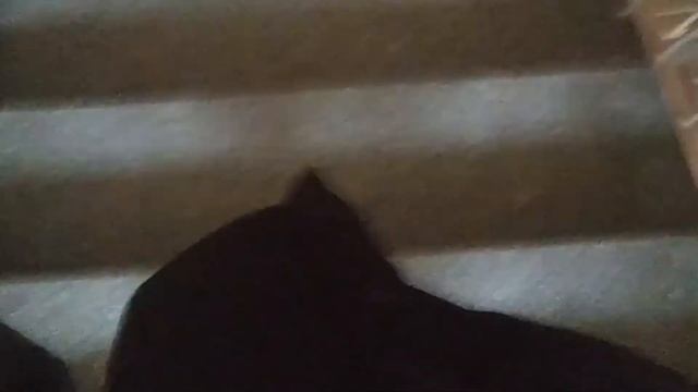 Vlog#2: день св. Мартина в Польше | самые дорогие рогалики в моей жизни... смотреть онлайн