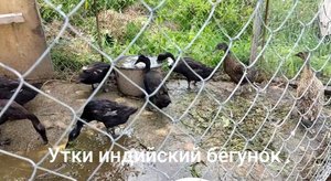 УТКИ ИНДИЙСКИЙ БЕГУНОК #DUCKS INDIAN RUNNER