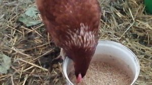 У куриного яйца мягкая скорлупа.Спешить нарушать курицу не надо.