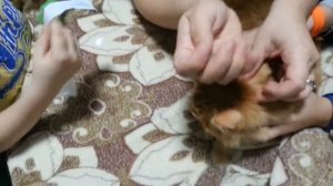 Как обработать кота рыжика от блох и глистов в домашних условиях
