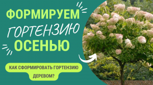 Как сформировать гортензию деревом?