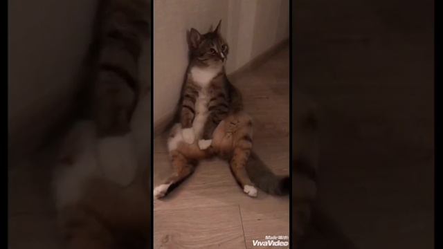 СКУЧНАЯ ЖИЗНЬ КОТА (стихи мои, кот соседский)