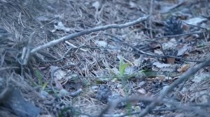 PANASONIC Lumix G Vario 100-300mm f/4.0-5.6 MEGA O.I.S (H-FS100300E) DMC-GF3 AVCHD Video