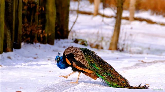 Павлин. Самая красивая птица в мире! смотреть онлайн