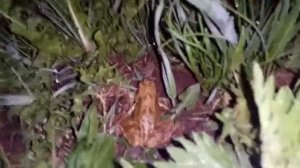 Лягушка пищит как кошка