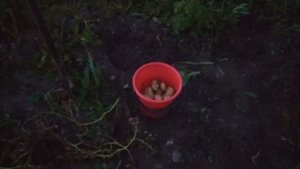 Сравнение сортов картофеля Гала, Лапоть, Королева Анна, Тулеевский, Беллароза