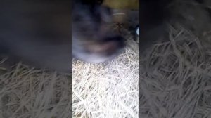 Можно ли давать кроликам картошку.