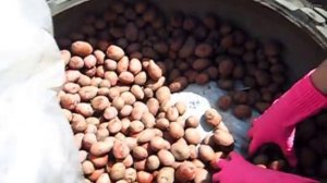 Препарат для обработки картофеля  Престиж