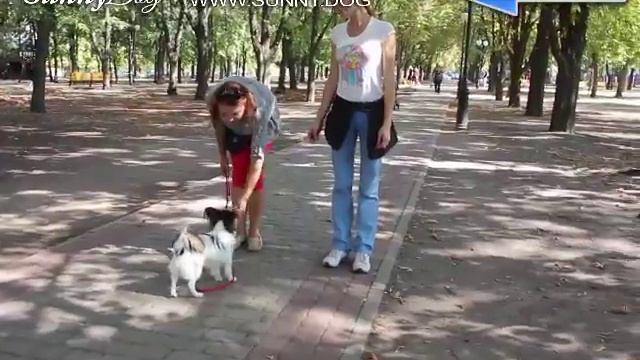 Что делать, если собака боится улицы, города и шумных мест? Работа над вниманием к хозяину смотреть онлайн