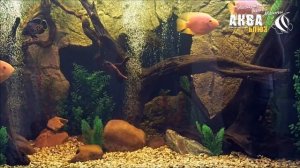 Аквариум для КРАСНЫХ ПОПУГАЕВ | ПЕРЕЗАПУСК аквариума с КРУПНЫМИ РЫБАМИ