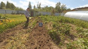 Как собрать картофель с помощью мотоблока Нева Мб 2 на огороде
