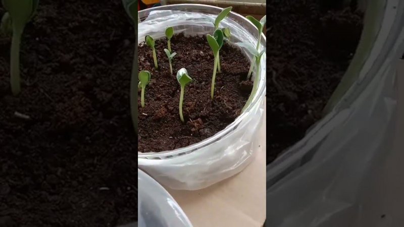 Замочили семена тыквы в водке