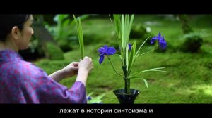 Ирис сорта "Какицубата" в стиле"Рикка"