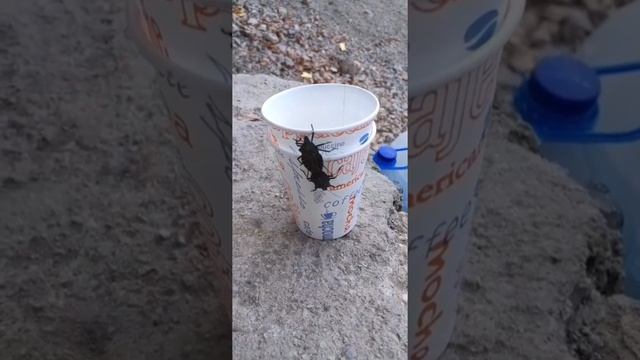 halyomorpha halys çiftleşmesi