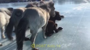 Лошади оказались на Льду. Сильно скользят и Падают. Мужики гонят их к берегу