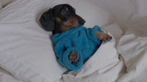 Noisy Neighbors: Can This Dachshund Find Peace?