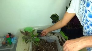 Пересадка КАЛАТЕЙ / Деление / Размножение / Почва