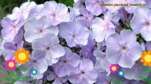 Флокс метельчатый Новинка. Краткий обзор, описание характеристик phlox paniculata Novinka