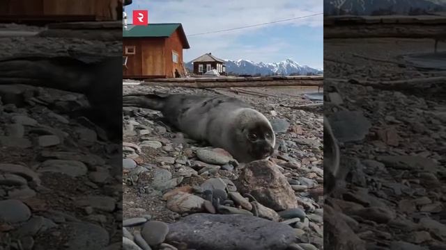 ? Любовь без стереотипов - спасенный на Байкале тюлень и собачка
