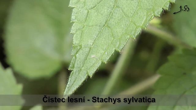Čistec lesní - Stachys sylvatica смотреть онлайн