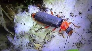 БИОСФЕРА: 40. Мягкотелка Красноногая (Cantharis rustica)