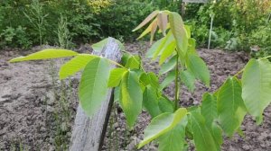 Грецкий орех в Татарстане растёт 3й год