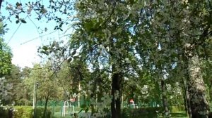 Москва | Царицыно | скворец бегает под цветущим деревом