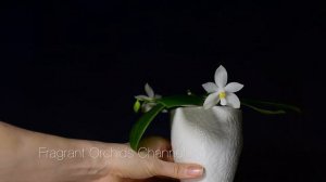 Fragrant Phalaenopsis Tetraspis Var Alba.