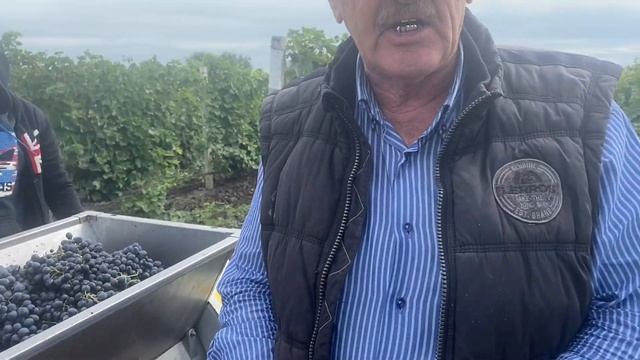 Уборка винограда. Сентябрь 2021г смотреть онлайн