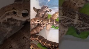 Гусеница винного бражника.