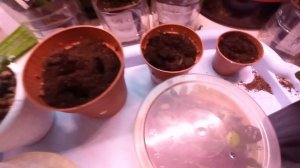 ШЛЮМБЕРГЕРА.ЧЕРЕНКОВАНИЕ,УКОРЕНЕНИЕ,РАЗМН-Е. РЕАНИМАЦИЯ ЧЕРЕНКА!  (..УЧИМСЯ ВЫРАЩИВАТЬ ВМЕСТЕ .2Ч.)