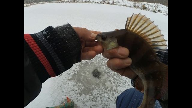 Зимняя рыбалка 2021 Ловля Окуня на мотыля, и мормышку сырный кубик. Рыбалка на реке.