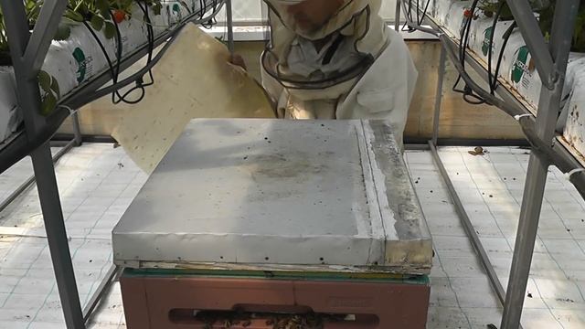 Опыление клубники в теплицах.Приобретаю опыт. смотреть онлайн