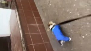 Как быстро приучить щенка ходить в туалет на улице