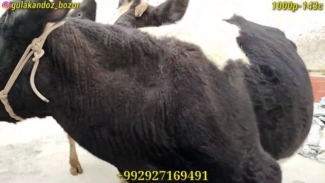 Черный Пёстрая 1-сорт.Тел:+992927169491