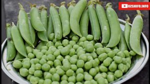 Гўшт ўрнини босувчи Оқсилга бой 12 маҳсулот!