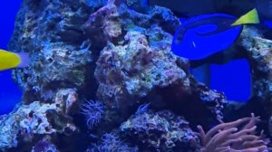 Музей мирового океана Калининград часть 2 океанариум