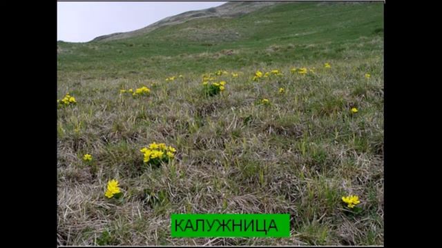 Растения  луга