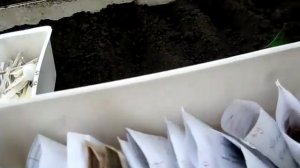 Посадка детки гладиолусов.  Расщёлкиваем оболочку перед посадкой.