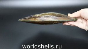 Морская раковина Жемчужница коричневая