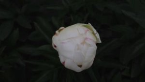 Peony Ivory Victory - www.peonyshop.com