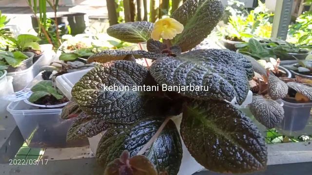 Episcia Suomi