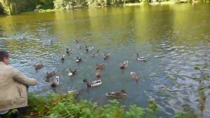 голодные дикие утки