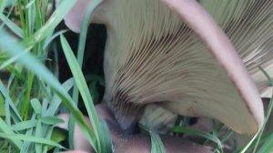 Identifica con seguridad la exquisita seta de ostra, Pleurotus ostreatus.