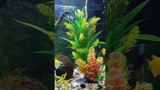 Акантофтальмус Кюля теперь и в моём аквариуме смотреть онлайн