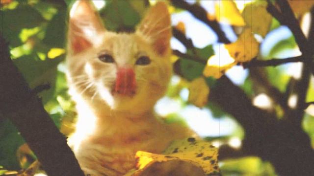 Solar Eclipse view from other galaxy | Solar Eclipse 2217 HETTO ★★★★★ смотреть онлайн