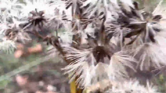 Houston Inspira - Alief Art House- Traigo Flores Que Son Medicina(Spanish Version) смотреть онлайн