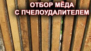 Отбор мёда с пчелоудалителем. пчелоудалитель.
